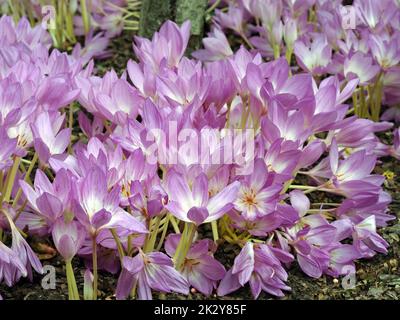 Hübsche rosa Herbstcrocus-Blüten, Colchicum autumnale Stockfoto