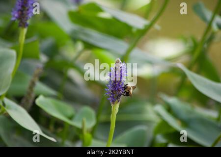 Selektiver Fokus Bienenstift auf lila Pflaumenblüte (Pontederia Cordata) mit grünen Blättern auf verschwommenem Hintergrund Stockfoto