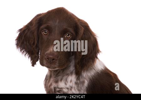 Kleiner munsterlander Welpe isoliert auf weiß Stockfoto