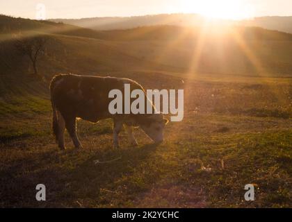 Kuh auf einer Wiese in den Strahlen der untergehenden Sonne. Stockfoto