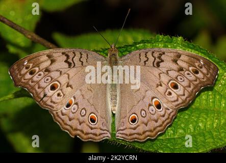 Schmetterling mit seinen Flügeln ausgebreitet und auf einem grünen Blatt thront. Makroansicht eines Schmetterlings mit Flecken und Augen auf seinem Körper als Muster. Nahaufnahme eines in Stockfoto
