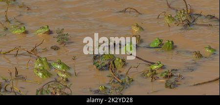 Eine Menge Frösche in einem großen Teich; eine Armee von Fröschen, die in einem großen Wasserteich aus Sri Lanka unter Wasser- und Wasserpflanzen auf dem Wasser skittern Stockfoto