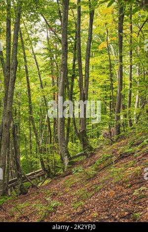 Blick auf den Buchenwald in den Bergen im Frühherbst Stockfoto