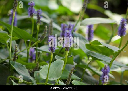 Selektiver Fokus Bienenstift auf lila Pflaumenblüte (Pontederia Cordata) mit grünen Blättern auf verschwommenem Hintergrund Stockfoto