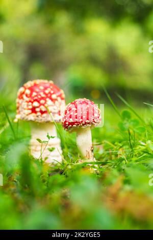 Einer der giftigsten Pilze - Fliege Agaric wächst auf der Bergwiese Stockfoto