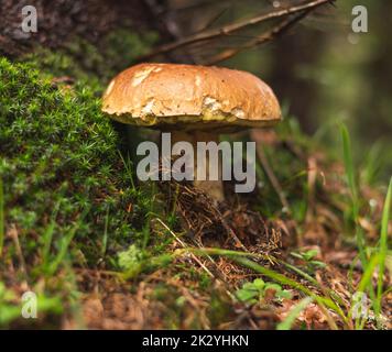 König der Pilze Boletus edulis, wächst im Wald im Frühherbst Stockfoto