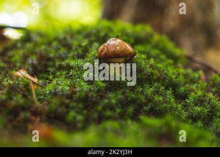 Einzelpilze, die im Moos im Wald wachsen Stockfoto