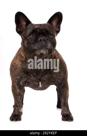Französische Bulldogge auf weißem Hintergrund Stockfoto