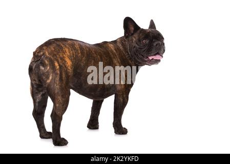 Französische Bulldogge, isoliert auf weißem Hintergrund Stockfoto