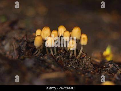 Coprinus Micaceus Pilze wachsen in der Gruppe auf Waldboden im Frühherbst Stockfoto