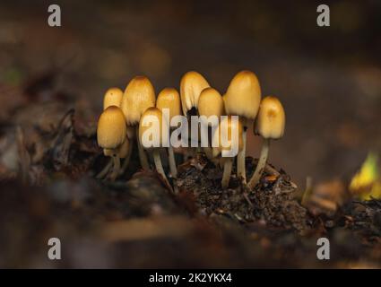 Coprinus Micaceus Pilze wachsen in der Gruppe auf Waldboden im Frühherbst Stockfoto