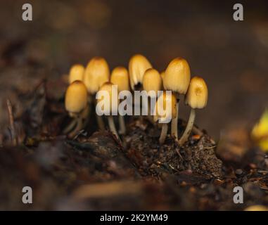 Coprinus Micaceus Pilze wachsen in der Gruppe auf Waldboden im Frühherbst Stockfoto