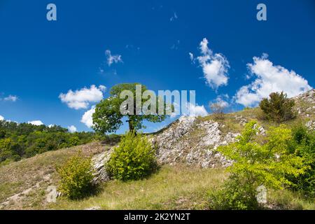 Im Sommer ein einsamer Baum auf einem Hügel. Pálava. Tschechische Republik. Stockfoto