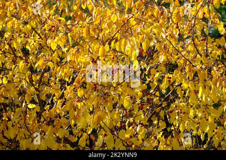Abstrakter Herbsthintergrund, vergilbtes Laub und Früchte wilder Apfelbäume Stockfoto