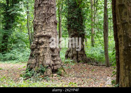 Mehrere Bäume in Nahaufnahme auf dem Stamm in einem Wald im Sommer Stockfoto