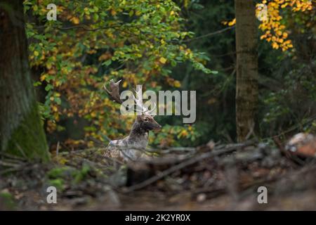 Damhirsche während der Wollzeit. Reh-Bulle im Wald. Die europäische Natur im Herbst. Wildtiere im farbenfrohen Holz. Stockfoto