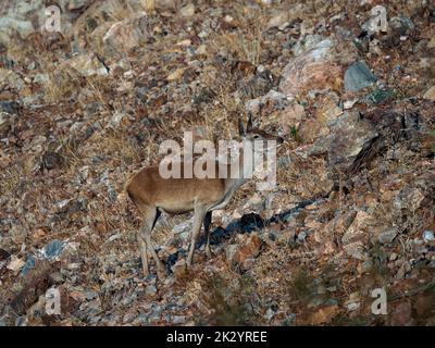 Hind im Monfrague National Park. Extremadura. Spanien. Stockfoto