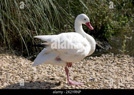 Coscorba-Schwan Coscoroba coscoroba Wildfowl and Wetlands Trust, Slimbridge, Großbritannien Stockfoto