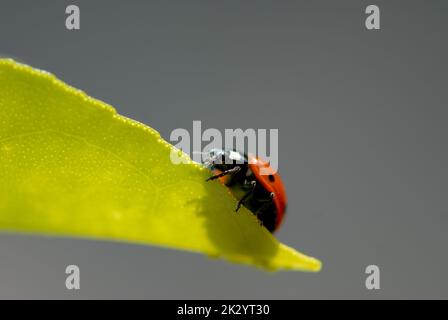 Gewöhnlicher 7 (sieben) Fleck Marienkäfer, der am Rand eines grünen Blattes entlang läuft, Flügel geschlossen und Kopf im Blick mit enger Schärfentiefe. Stockfoto