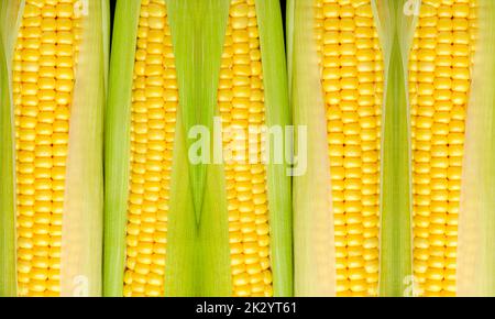 Abstrakter Hintergrund reife Maiskolben aus der Nähe Stockfoto