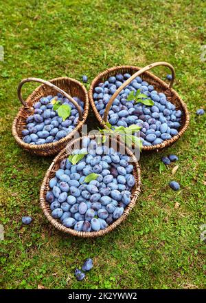 Frisch geerntete blaue Bio-Pflaumen in drei alten Korbkörben im Herbstgarten. Gesunde Ernährung und Erntekonzept. Selektiver Fokus. Stockfoto