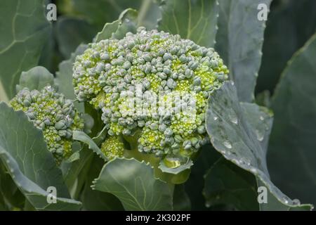 Reifer Brokkoli-Kopf aus der Nähe, ungepflückt im Garten. Stockfoto