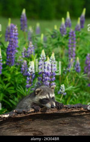 Waschbär (Procyon lotor) lehnt sich im Hintergrund Sommer über die Oberseite der Holzlupine - Gefangenes Tier Stockfoto