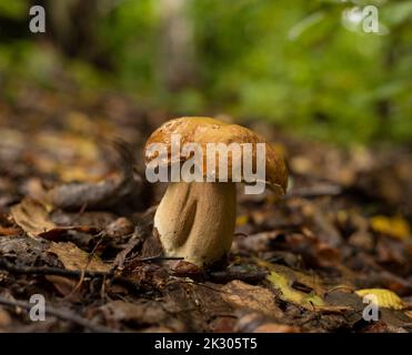 König der Pilze, köstlicher Boletus edulis, der im Frühherbst im Wald wächst Stockfoto