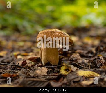 König der Pilze, köstlicher Boletus edulis, der im Frühherbst im Wald wächst Stockfoto