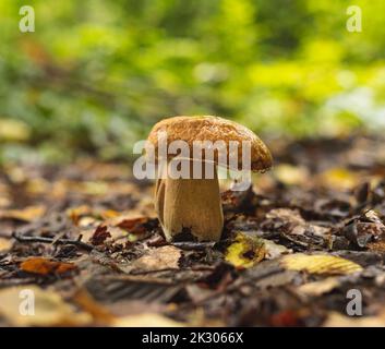 König der Pilze, köstlicher Boletus edulis, der im Frühherbst im Wald wächst Stockfoto