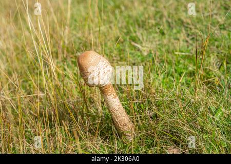 Ein junger runder Sonnenschirmpilz im Gras auf dem Feld Stockfoto