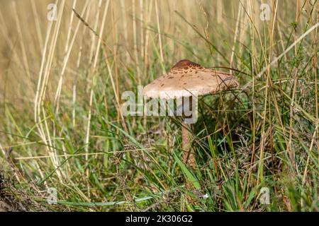 Ein flach gewachsener Sonnenschirmpilz im Gras auf dem Feld Stockfoto