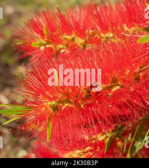 Schöne, lebendige Blume von Callistemon viminalis oder australischer Flaschenbürste aus nächster Nähe. Stockfoto