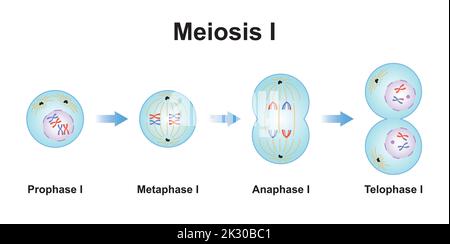 Wissenschaftliche Gestaltung von Meiosis 1. Die erste Phase des Meiosisierungsprozesses. Bunte Symbole. Vektorgrafik. Stock Vektor