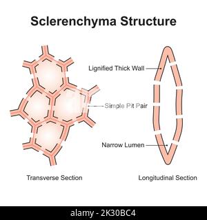 Wissenschaftliche Gestaltung der Sclerenchyma-Struktur. Der Zellentyp Mit Verelftenen Wänden. Bunte Symbole. Vektorgrafik. Stock Vektor