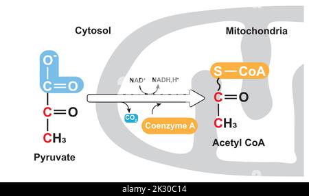 Pyruvat-Oxidation. Acetyl-CoA-Bildung. Vektorgrafik. Stock Vektor