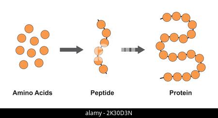 Wissenschaftliches Design der biochemischen Struktur von Aminosäuren, Peptiden und Proteinen Molekulares Modell. Vektorgrafik. Stock Vektor