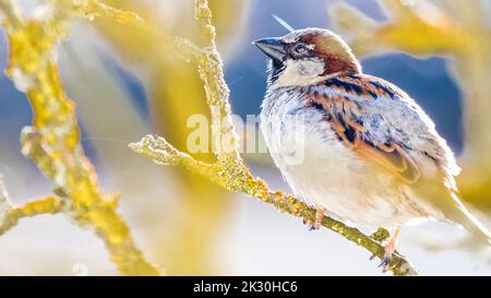 Haussperling (Passer domesticus), der auf einem Ast steht Stockfoto
