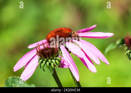 Honigbiene ernährt sich von blühenden Koneblumen Stockfoto