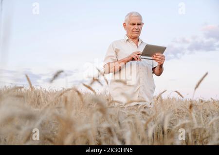 Landwirt mit Tablet-PC im Maisfeld Stockfoto