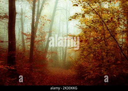 Pfad bedeckt mit Herbstblättern im Wald Stockfoto