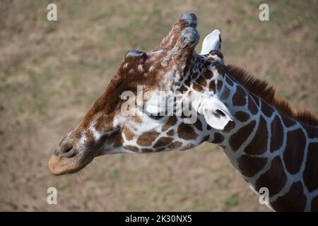 netzartige giraffe Stockfoto