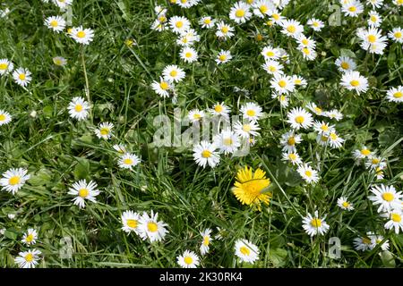 Weiße Gänseblümchen blühen auf grünem Gras Stockfoto