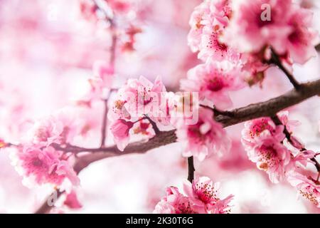 Nahaufnahme von rosa blühenden Kirschblüten Stockfoto