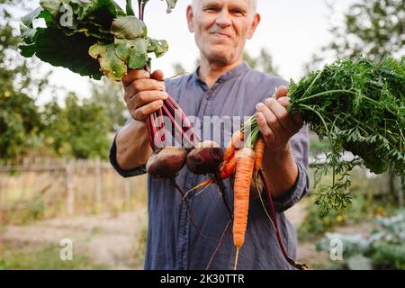 Fröhlicher Gärtner mit frischen Karotten und Rote Beete im Garten Stockfoto