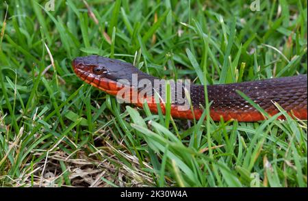 Profilfoto einer Wasserschlange mit roten Baugeln auf grünem Gras Stockfoto