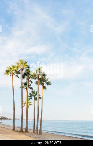 Palmen am Strand an sonnigen Tagen Stockfoto