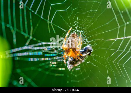 Gartenkreuzspinne, die Beute im Netz frisst Stockfoto