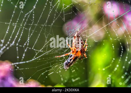 Gartenkreuzspinne mit Beute im Netz Stockfoto