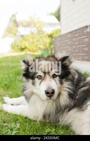 Alaskan Malamute liegt auf Gras im Hinterhof Stockfoto